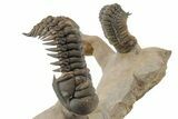 Two Crotalocephalina Trilobites with Reedops -Atchana, Morocco #350558-4